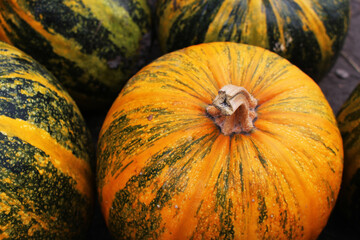 striped pumpkins lie on the ground
