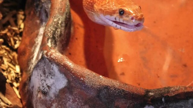 Red corn snake yawning in a nature terrarium. Pantherophis guttatus is a North American species of rat snake that subdues its prey by constriction. Open mouth with glottis and teeth.