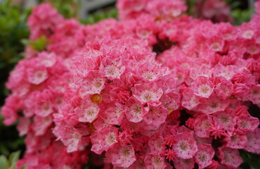 Kalmia latifolia flowers with leaves close up. Also known as mountain laurel, calico-bush, or...