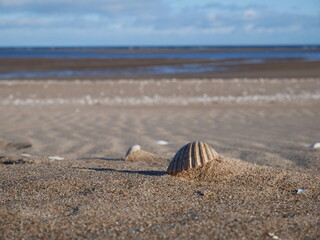 shell on the sand of a beach, blue sky with white clouds