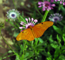 Julia Butterfly