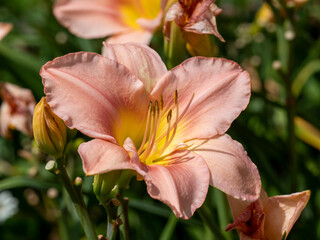 Closeup of a beautiful peach Hemerocallis daylily flower and buds, variety Barbara Mitchell, in a garden