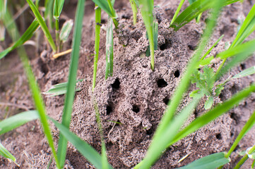 Anthill with red ants and raindrops on green grass in the forest.