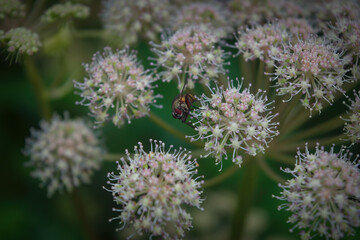 A fly sits on a flower on a blurred natural background close-up.