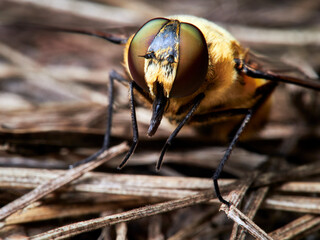 fly on a branch
