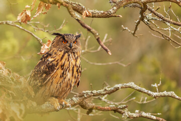 Eurasian eagle-owl (Bubo bubo) close-up portrait of an owl on an oak tree on a sunny day