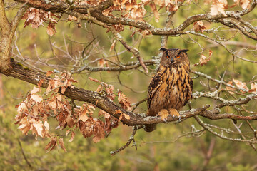 Eurasian eagle-owl (Bubo bubo) sitting on a branch of an oak tree and looking at prey