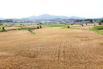 Fototapeta premium 小麦畑 茨城 桜川