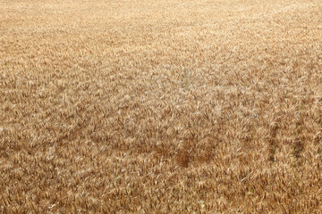 小麦畑　茨城　桜川