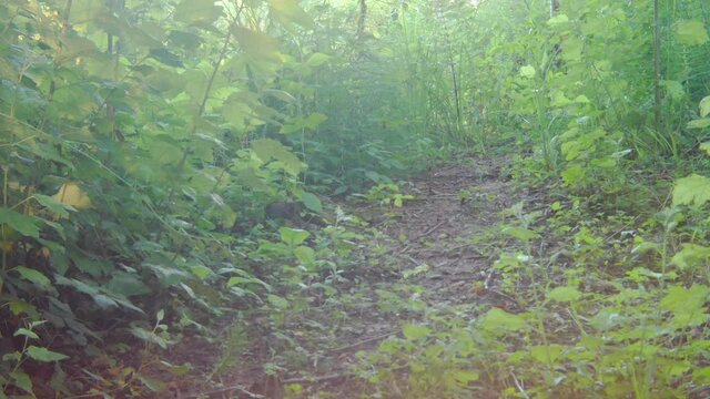 The European green woodpecker Picus viridis bird pecking on the ground then fly away. 4k quality trail camera shot, birdwatching in the wild.