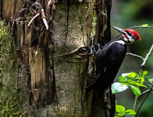 Pileated Woodpecker on a Tree