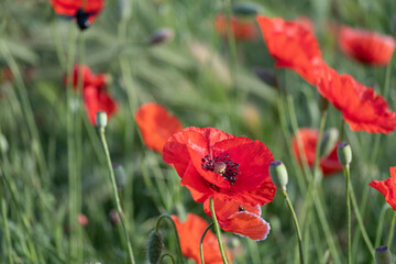 Wild poppies in the meadow on a sunny day....