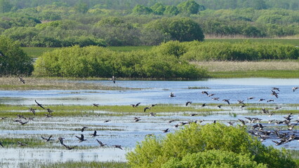 Flock of Taiga bean goose (Anser fabalis) flying above the Berezina river in Belarus