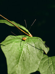 spider on leaf