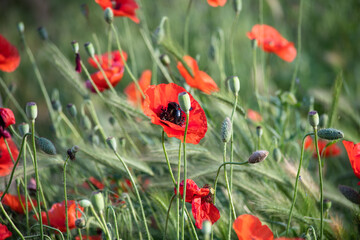 Poppy and a big blue bee in the garden on a summer day.