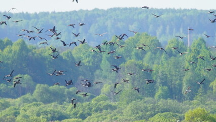 Flock of Taiga bean goose (Anser fabalis) flying above the Berezina river in Belarus