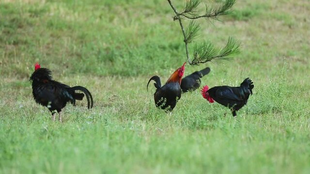 Farm animals: rooster outside. Organic farm, bio farming. Close-up of roosters grazing in the field