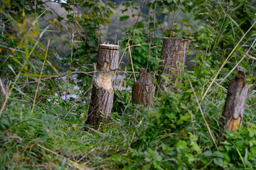 Vom Bieber angenagte Baumstümpfe am Main-Ufer. Die Bäume mussten daraufhin zur Sicherheit gefällt werden.