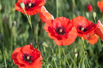 Obraz premium Bright red poppies blooming in the meadow on a summer sunny morning.