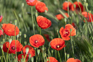 Bright red poppies blooming in the meadow on a summer sunny day.