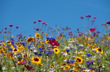 Colourful wild flowers growing in the grass, photographed on a sunny day in midsummer.