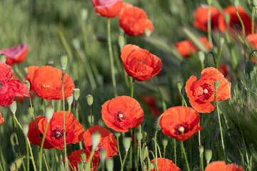 Bright red poppies blooming in the meadow on a summer sunny day.