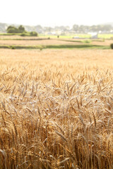 小麦畑　茨城　桜川