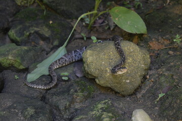 Serpiente