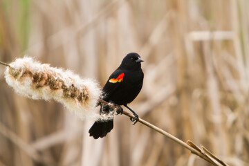 A red winged blackbird perched on a cattail - obrazy, fototapety, plakaty