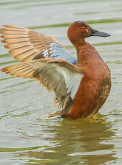 a cinimon teal with wings spread swimming in a wetland. It is a  duck found in western North and South America. It is a small dabbling duck, with bright reddish plumage