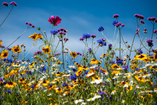 Colourful wild flowers growing in the grass, photographed on a sunny day in midsummer.