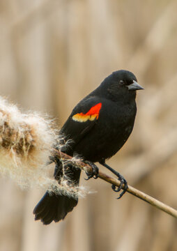 A red winged blackbird perched on a cattail