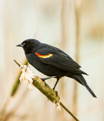 A red winged blackbird perched on a cattail