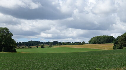 green field and sky