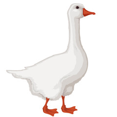 Goose.Poultry yard.Funny white geese. © tansy