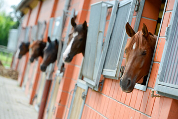 Mehrere Pferde blicken aus den Fenstern ihrer Stallboxen. - obrazy, fototapety, plakaty
