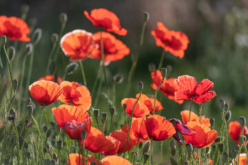 Bright red poppies blooming in the meadow on a summer sunny morning.