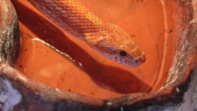 Red corn snake drinking in a nature terrarium. Pantherophis guttatus is a North American species of rat snake that subdues its prey by constriction. close up
