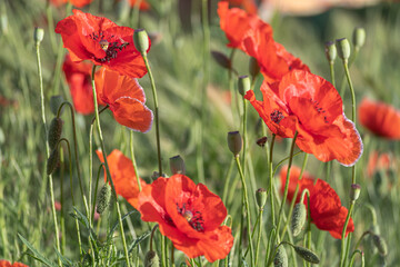Obraz premium Bright red poppies blooming in the meadow on a summer sunny day.