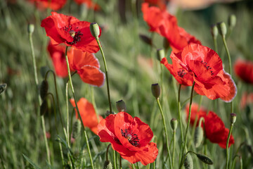 Bright red poppies blooming in the meadow on a summer sunny day.