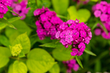 bush hydrangea flowers bright lilac leaves background flora garden