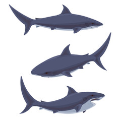 
Shark.Underwater cute marine wildlife .illustration of stylized shark.