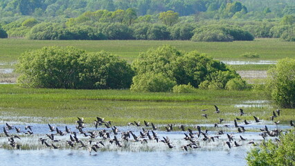 Flock of Taiga bean goose (Anser fabalis) flying above the Berezina river in Belarus