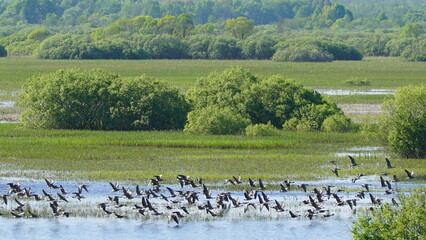 Flock of Taiga bean goose (Anser fabalis) flying above the Berezina river in Belarus