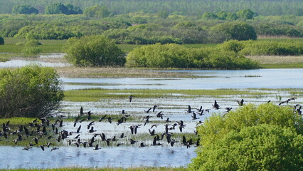 Flock of Taiga bean goose (Anser fabalis) flying above the Berezina river in Belarus