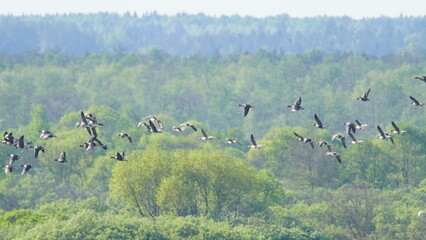 Flock of Taiga bean goose (Anser fabalis) flying above the Berezina river in Belarus