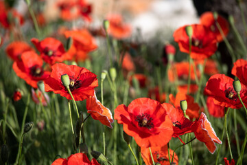 Bright red poppies blooming in the meadow on a summer sunny morning.