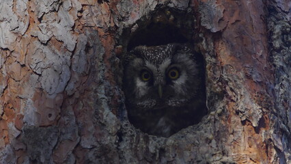 Flock of Taiga bean goose (Anser fabalis) flying above the Berezina river in Belarus