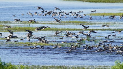 Flock of Taiga bean goose (Anser fabalis) flying above the Berezina river in Belarus