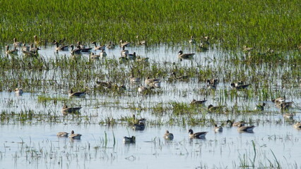 Flock of Taiga bean goose (Anser fabalis) flying above the Berezina river in Belarus
